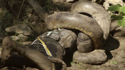 Image result for Python Eating Man