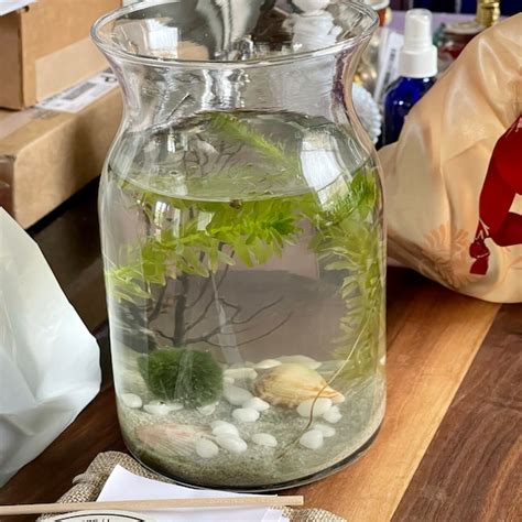 Image result for DIY Java Moss Decorations