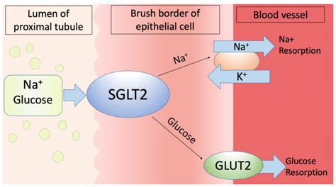 Immunolocalization of Na(+)-Dependent Glucose Co-Transporters in ...