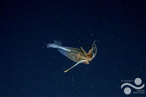 Expedition captures unprecedented footage of a colossal squid 🦑