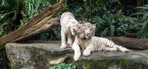 Are Dogs Allowed In Singapore Zoo