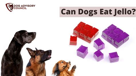 Can Dogs Eat Jello