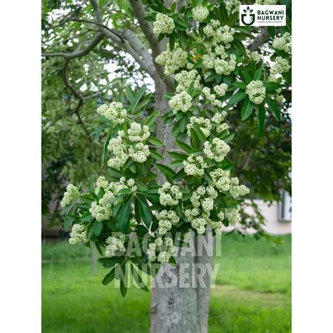 Buy Alstonia Timber Tree Online | Alstonia Scholaris| Bagwani Nursery