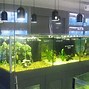 Image result for Affordable aquarium supplies