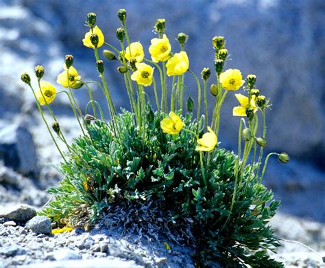 Arctic Plants In Snow