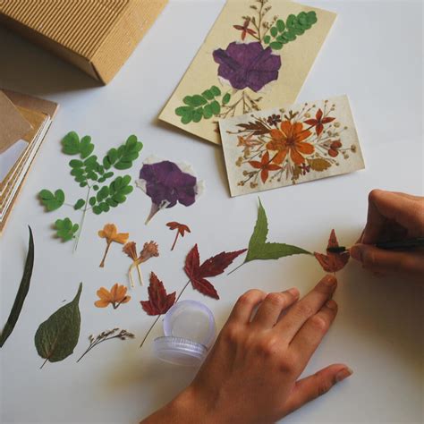 Buy DRIED PRESS FLOWER DIY KIT Online – The Brainy Bear Store