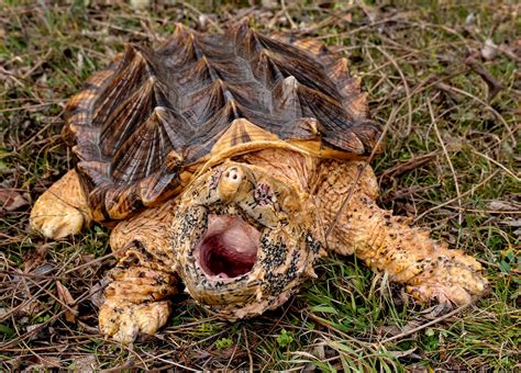 Image result for Snapping Turtle Attack