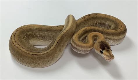 Image result for Spotnose Ball Python