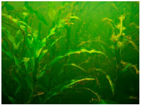 New, Rare and Constant Habitats for Endangered Aquatic Plant ...