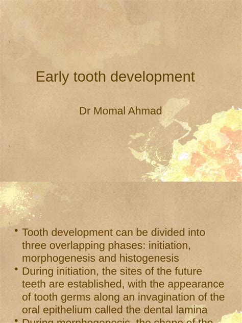 Image result for Human Tooth Development