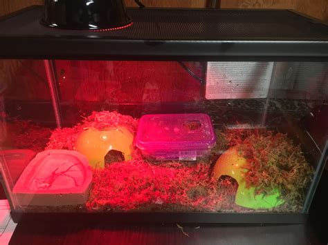 Cool Ball Python Setups 的图像结果