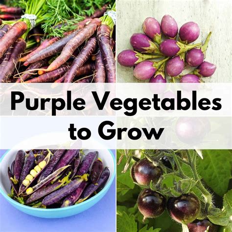 Purple Vegetables for your Superfood Garden - Together Time Family