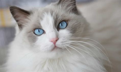 The 250 Best Ragdoll Cat Names - A-Z Animals