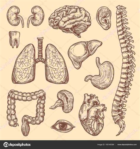 Human Organs Drawing at PaintingValley.com | Explore collection of ...
