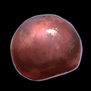 Hastening Spores - bg3.wiki
