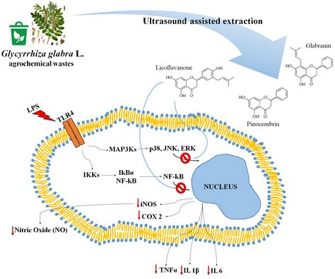 Antioxidant and Anti-Inflammatory Activities of Flavanones from ...