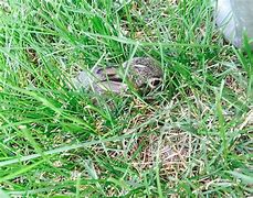 Image result for A Baby Bunny