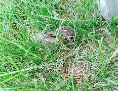 Image result for Baby Bunny Bellies