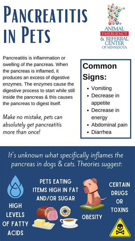 Pin on Pet Health - why is pancreatitis dangerous