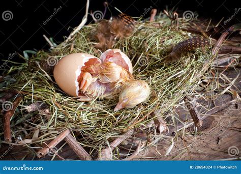 Amazing Modern Chick Hatching 的图像结果