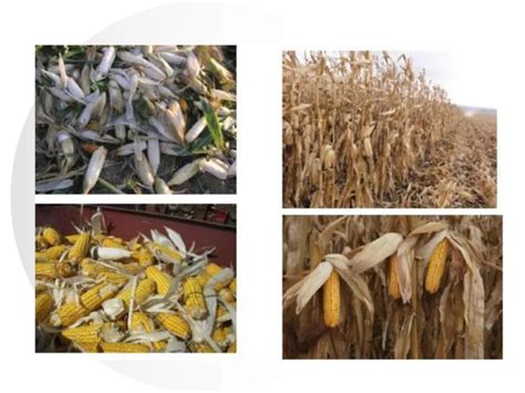 玉米亩产量一般多少斤 - 天奇百科