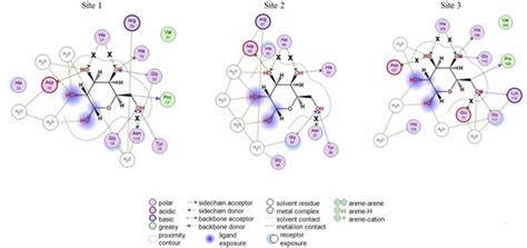 Mutagenesis Studies and Structure-function Relationships for GalNAc/Gal ...