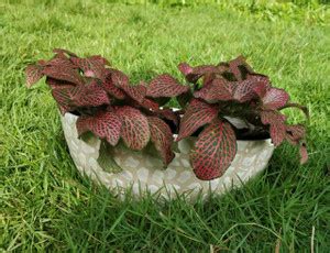 Botanical spa Plant Container Set Price in India - Buy Botanical spa ...