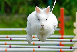 Image result for Easter Bunny Jumping