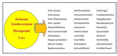 Figure 1. Various therapeutic activities of S. Xanthocarpum Linn.