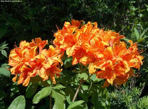 Azalea (Orange) Flowering Live Plant & Tree (1.5-3.5 Ft Size) For Bush ...