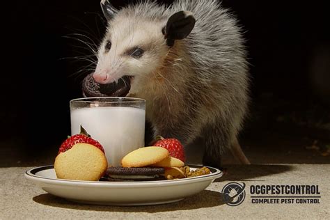 Do Possums Eat Electrical Wires at Roger Krug blog