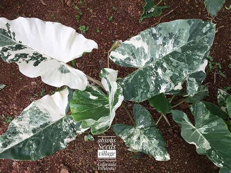 Absons seeds village Rare Macrorrhiza Variegata Alocasia Elephant Ear ...