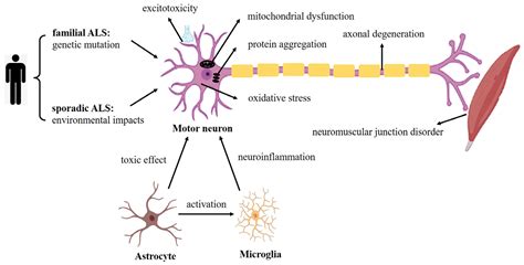 Induced Pluripotent Stem Cells and Their Applications in Amyotrophic ...