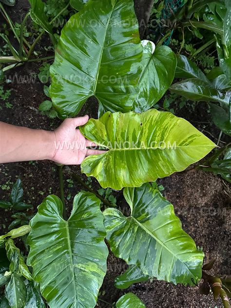 Philodendron Jungle Fever Variegated Large – Okanoka