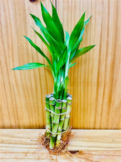 Live Lucky Bamboo 4” Stems – Houseplants New York LLC | Live Lucky ...