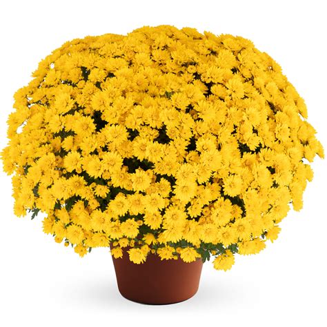 Mum chrysanthemum x morifolium Jane Yellow | Lucas Greenhouses
