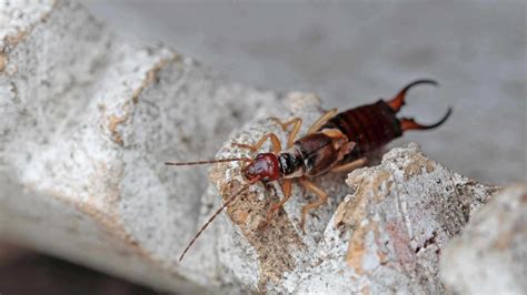 Earwigs Identification & Prevention | Westfall's Lawn Care and Pest Control