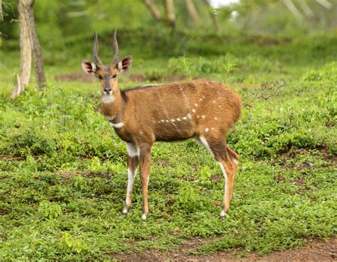 African Antelope