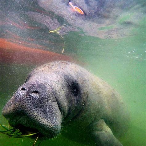 CARIBBEAN KAYAKING TOURS (2026) All You Need to Know BEFORE You Go ...