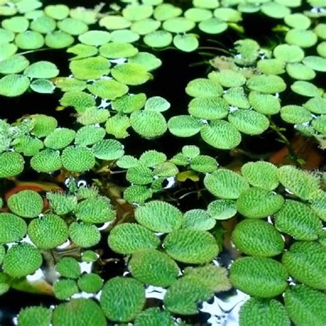 Buy Salvina Floating Plants online at best price | Greentech aqua farm