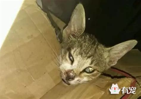 网友被流浪猫意外抓伤 第十天猫却莫名死亡