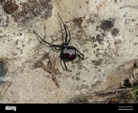 Northern Black Widow (Latrodectus variolus) Arachnida Stock Photo - Alamy