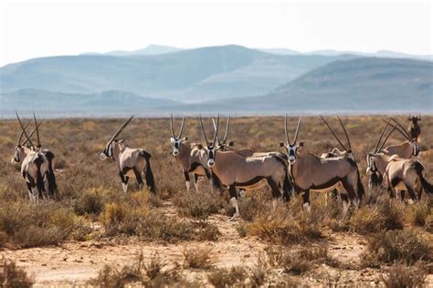 Booking Njalo-Safari - Njalo - Njalo Safari's