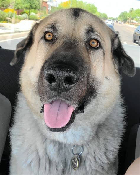 25 Wonderful Wolf Dog Breeds (With Pictures) That You’ll Love I Dog Snobs