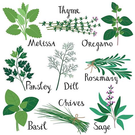 Diagram of Master Glossary - Herbs | Quizlet