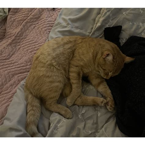 Trash Sneks - Unstoppable force - Reviews - Album of The Year