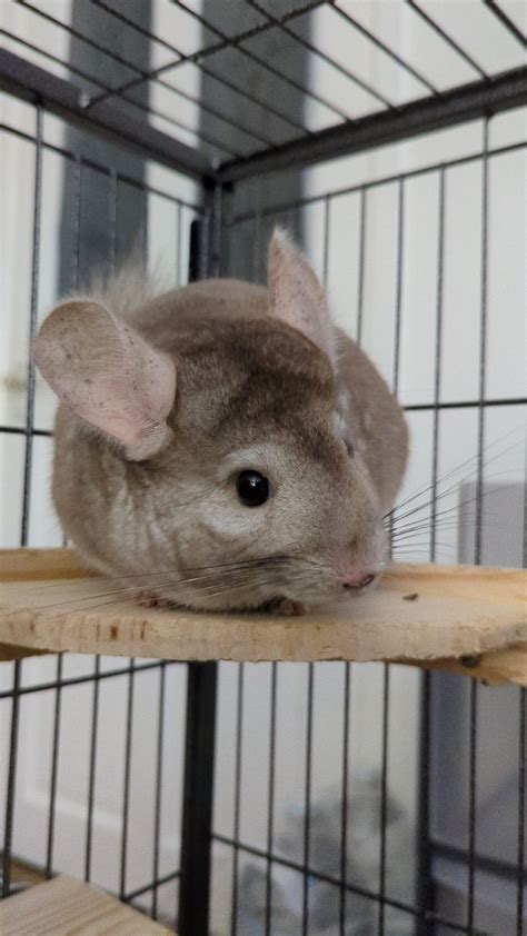 Meet Our Chinchillas - Chinchilla Palace