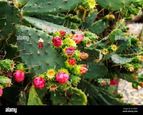 Opuntia, commonly called prickly pear, is a genus in the cactus family ...