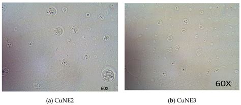 Prospect of Bioactive Curcumin Nanoemulsion as Effective Agency to ...