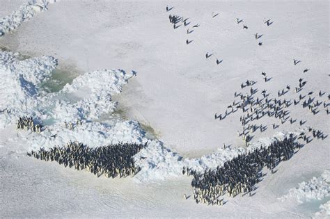 High resolution imagery gives new insight into emperor penguin ...